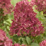 Hortenzia metlinatá (Hydrangea paniculata) ´GROUNDBREAKER® RUBY´ by LIVING CREATIONS®´ - výška 10-20 cm, kont. C2L